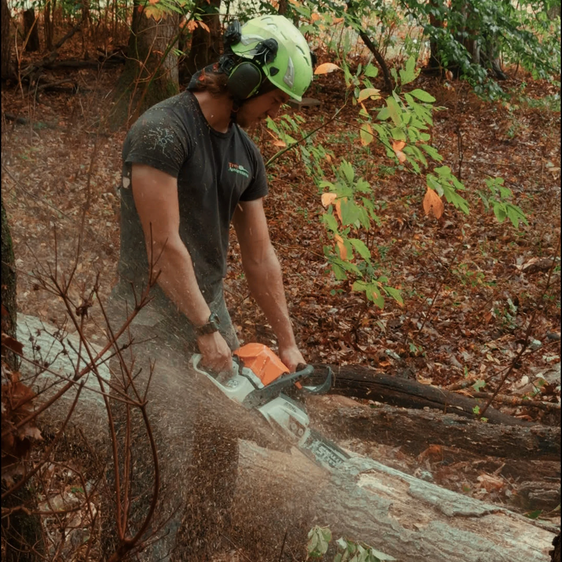 Tree Removal in Clayton