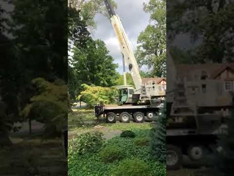 Crane Removal of a Lightning-Struck Poplar — Cooper St, Woodbury
