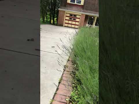 Lavender as a Border Plant