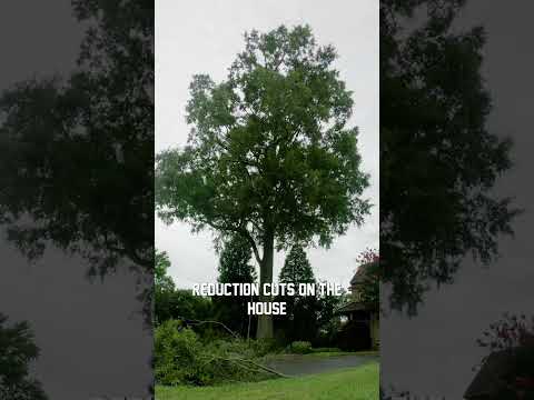 Tree Excavation in Mannington NJ