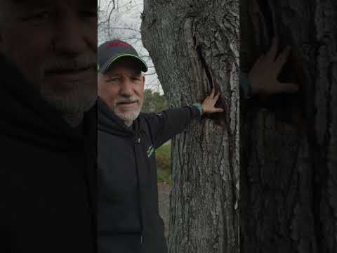 Cobra Cable + Bracing + Deleverage Pruning